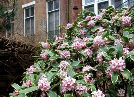 daphne-odora-aureomarginata-new-winter-daphne-_57 (2)
